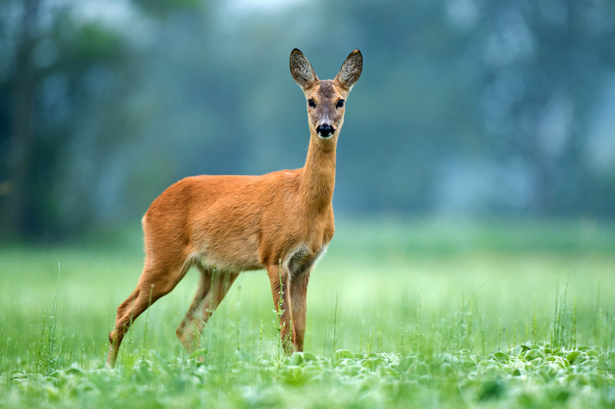 Unlikely Friendship Between Golden Retriever and Deer Is Stealing Hearts - Pet News