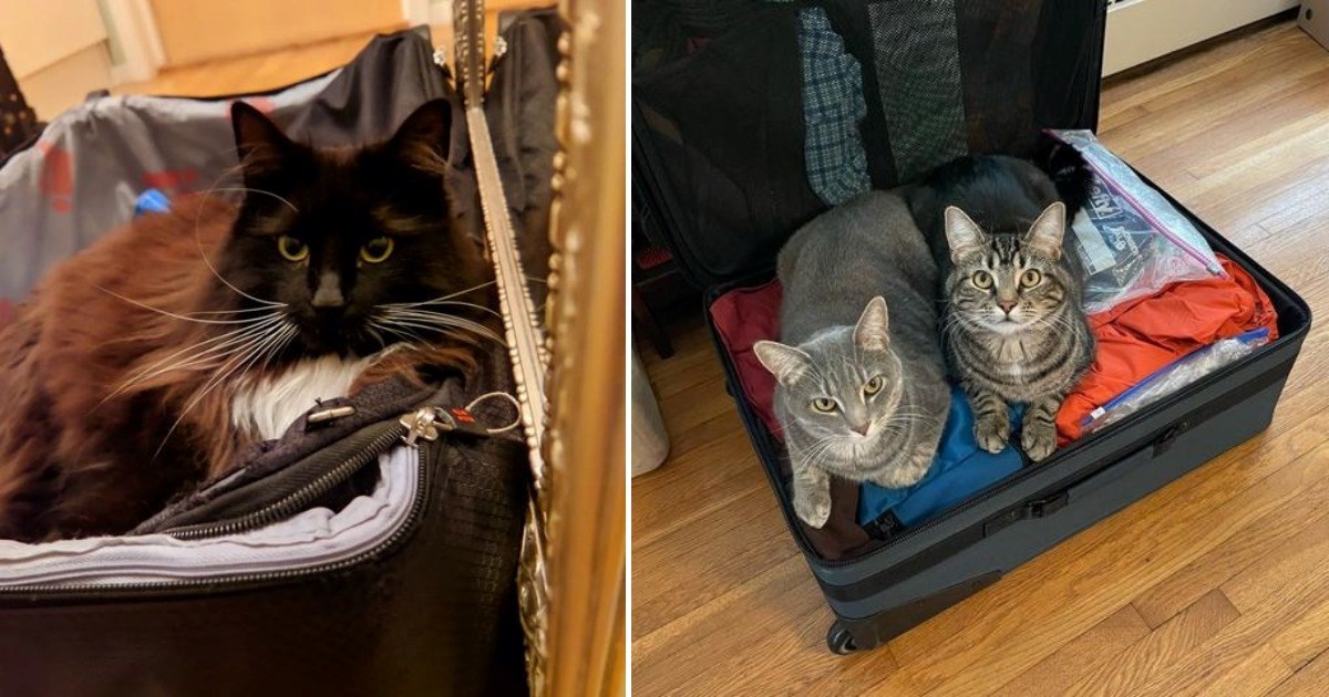 20 Cats In Suitcases Who Don't Understand That They Won't Be Joining Their Humans On Vacation  - I Can Has Cheezburger?