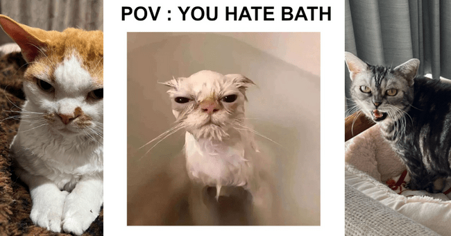 Best Grumpy Memes and Pics of Cats Who Have a Heavy Case of the Mondays - I Can Has Cheezburger?