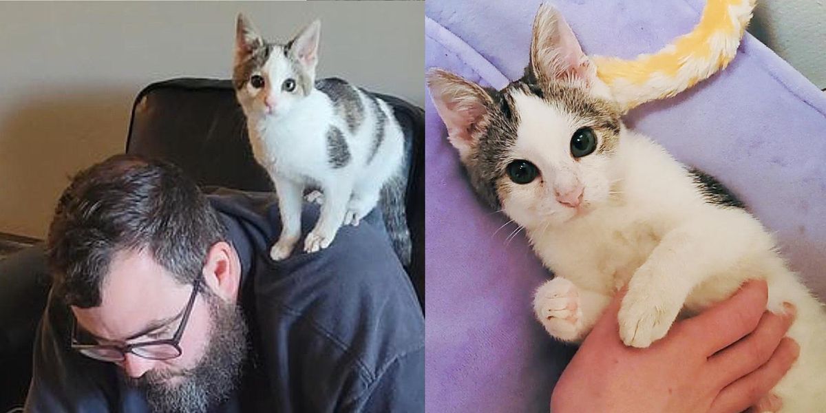 Man Stops to Help Lone Stray Kitten in the Middle of the Road But Ends Up Being Chosen Instead - Love Meow