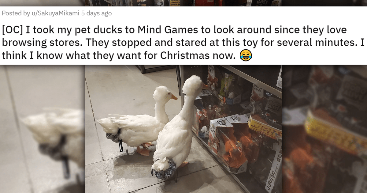 Top 15 Cutest Animals Of The Week To Start The Day With An 'Aww' (November 27, 2022) - Animal Comedy - Animal Comedy, funny animals, animal gifs
