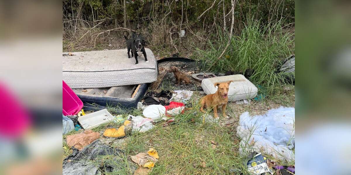 Woman Finds Entire Dog Family 'Thrown Away' In Trash And Helps Give Them A New Life - The Dodo