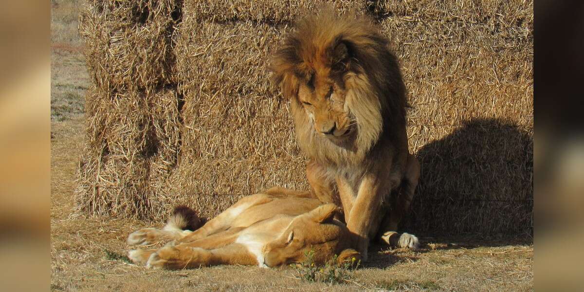 Lion Refuses To Leave Sick Best Friend’s Side - The Dodo