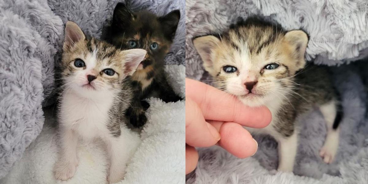 Stray Kitten Who Made It Through Hurricane Ian, Becomes Little Protector to Another Kitten in Need - Love Meow