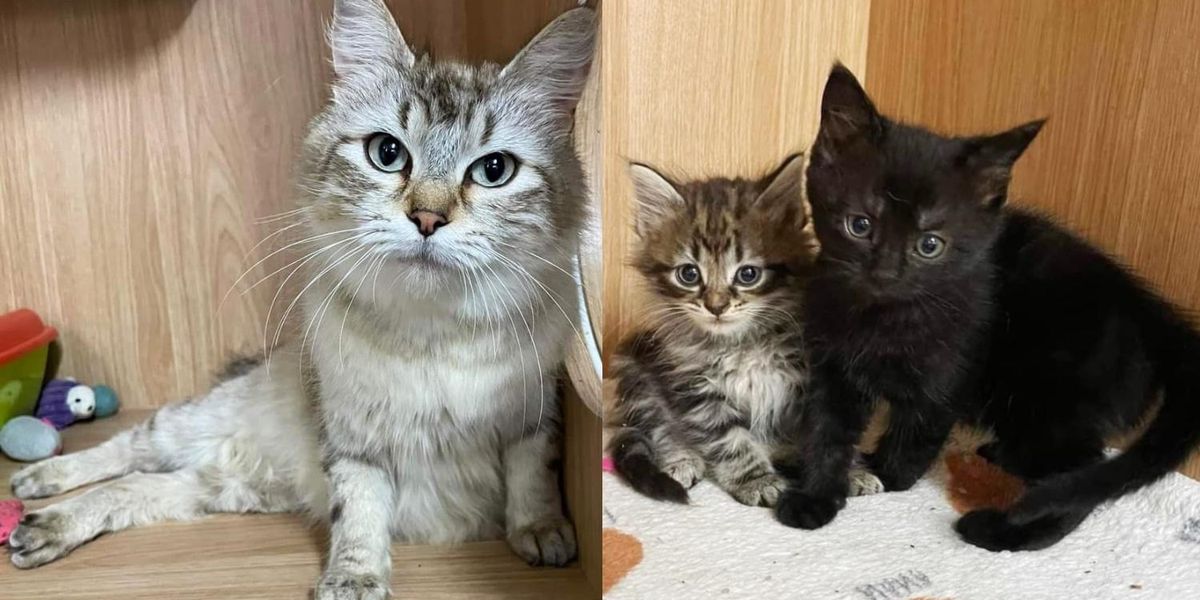 Cat Has Been Raising Kittens from Different Litters, is So Relieved When Someone Comes to Help Her - Love Meow