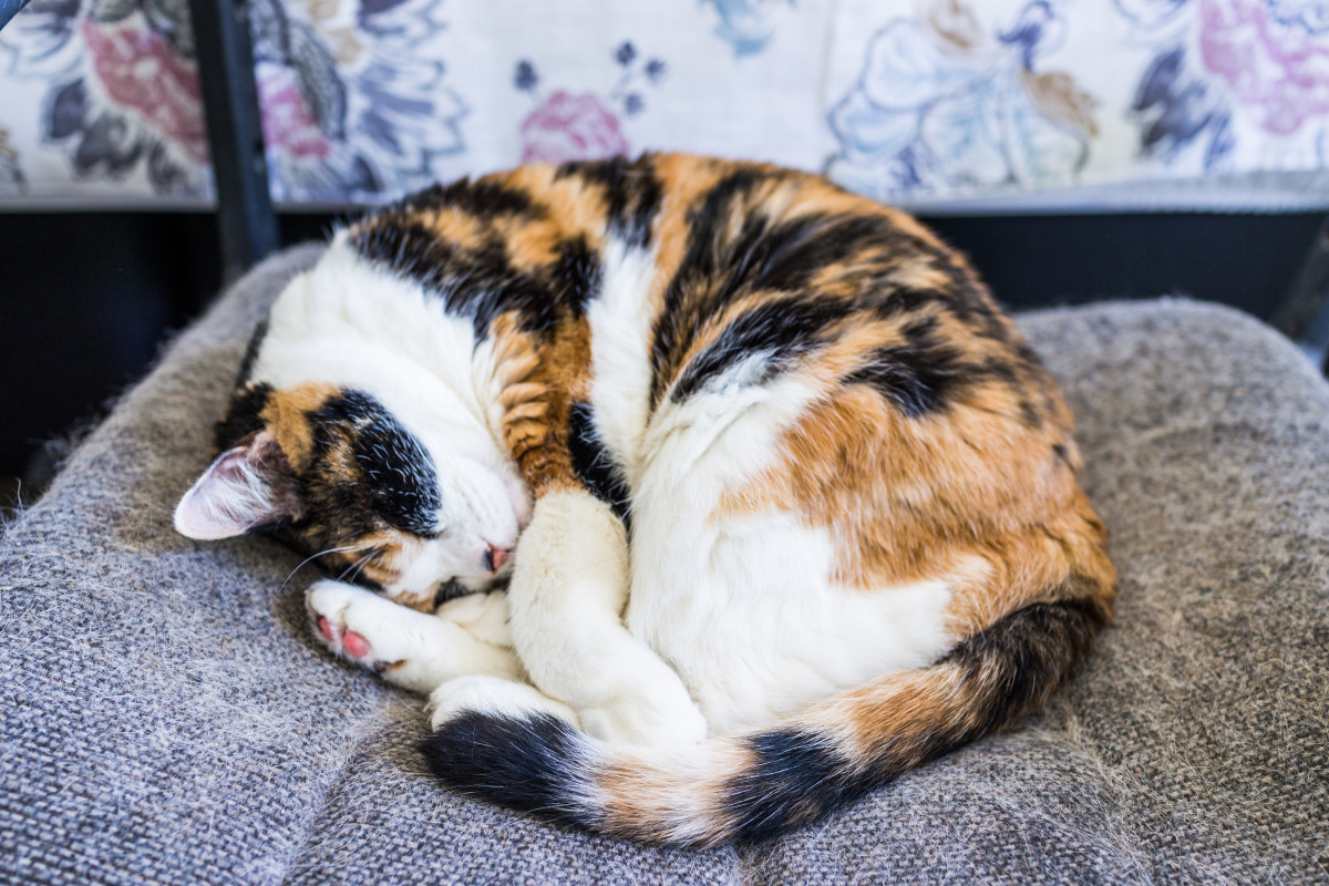 Calico Cat's Adorable Cuddles With Dad Can Turn Anyone Into a Cat Person - Pet News