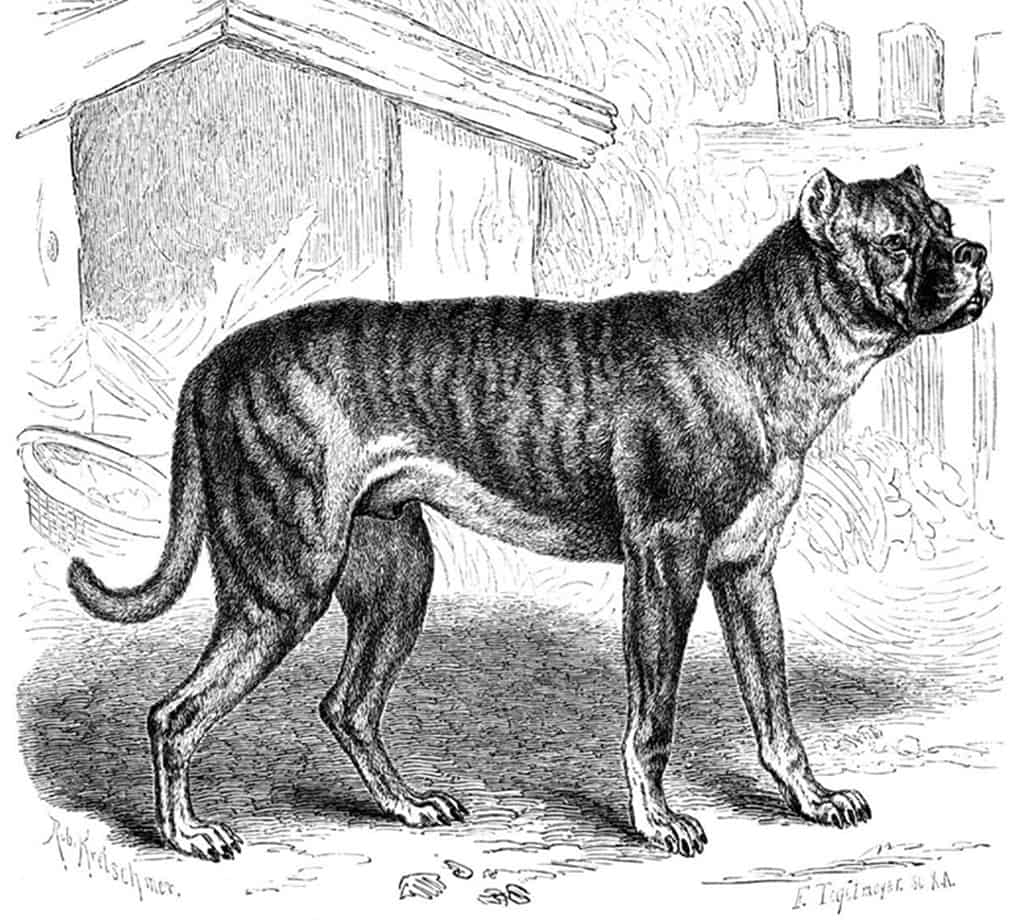 Discover 5 Extinct Dog Breeds! - AZ Animals