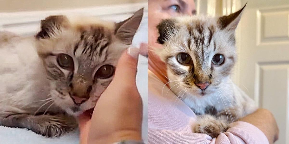 Cat Gives Sweetest Greetings Every Morning to 'Thank' His People for Changing His Life - Love Meow