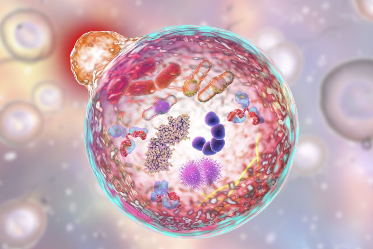 Natural Ways to Increase Autophagy and Detox Spike Proteins After COVID Infection, Vaccination