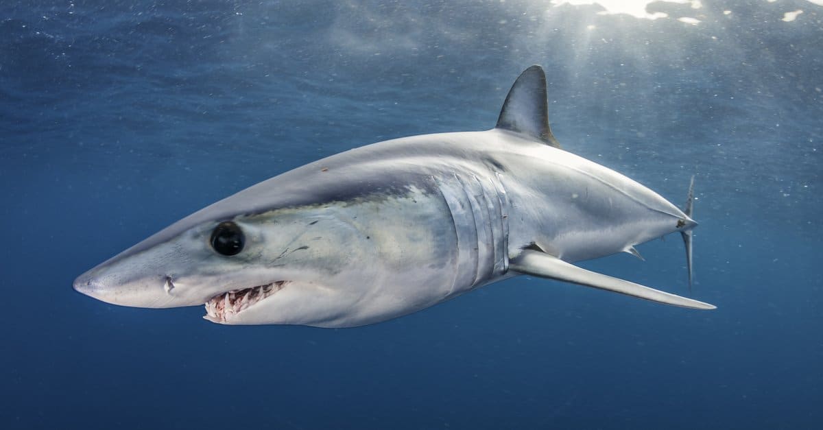 See A Gigantic Shark Leap Onto A Boat With Fisherman and Thrash Violently - AZ Animals