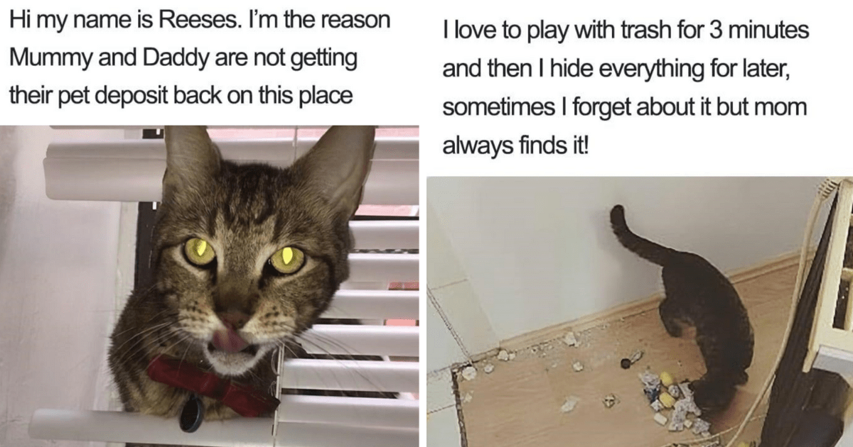 A Compilation Of 29 Cats Being Their True Selves (A.K.A Thieves And Criminals)  - I Can Has Cheezburger?