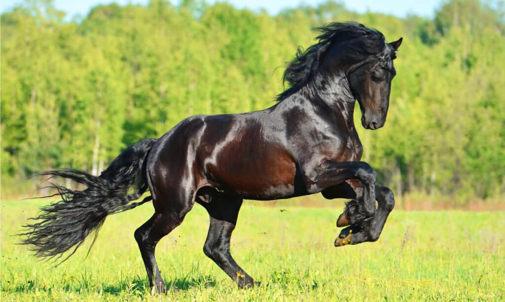 Wild Horse Directly Challenges A Gigantic Gator In Florida - AZ Animals