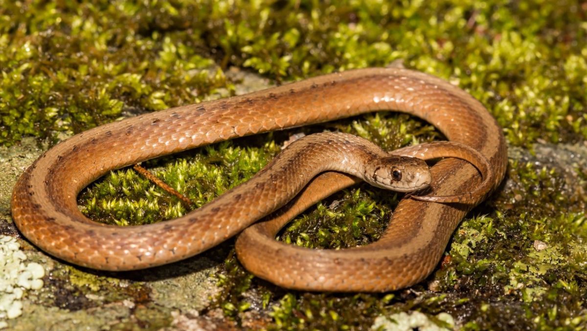 12 wild and wondrous animal facts we learned in 2022 | Live Science