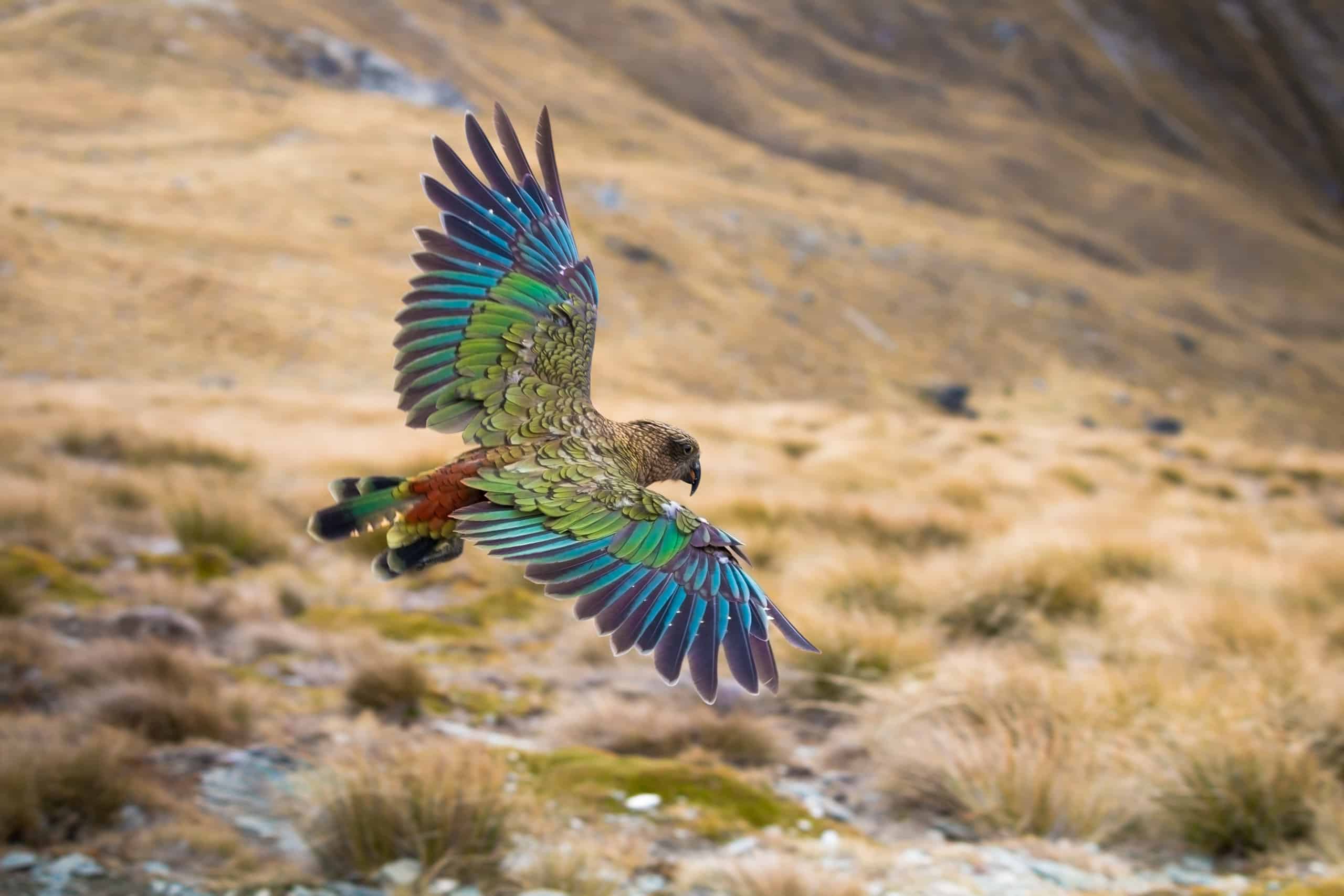 Meet One of the Smartest (and Naughtiest) Birds On Earth - AZ Animals