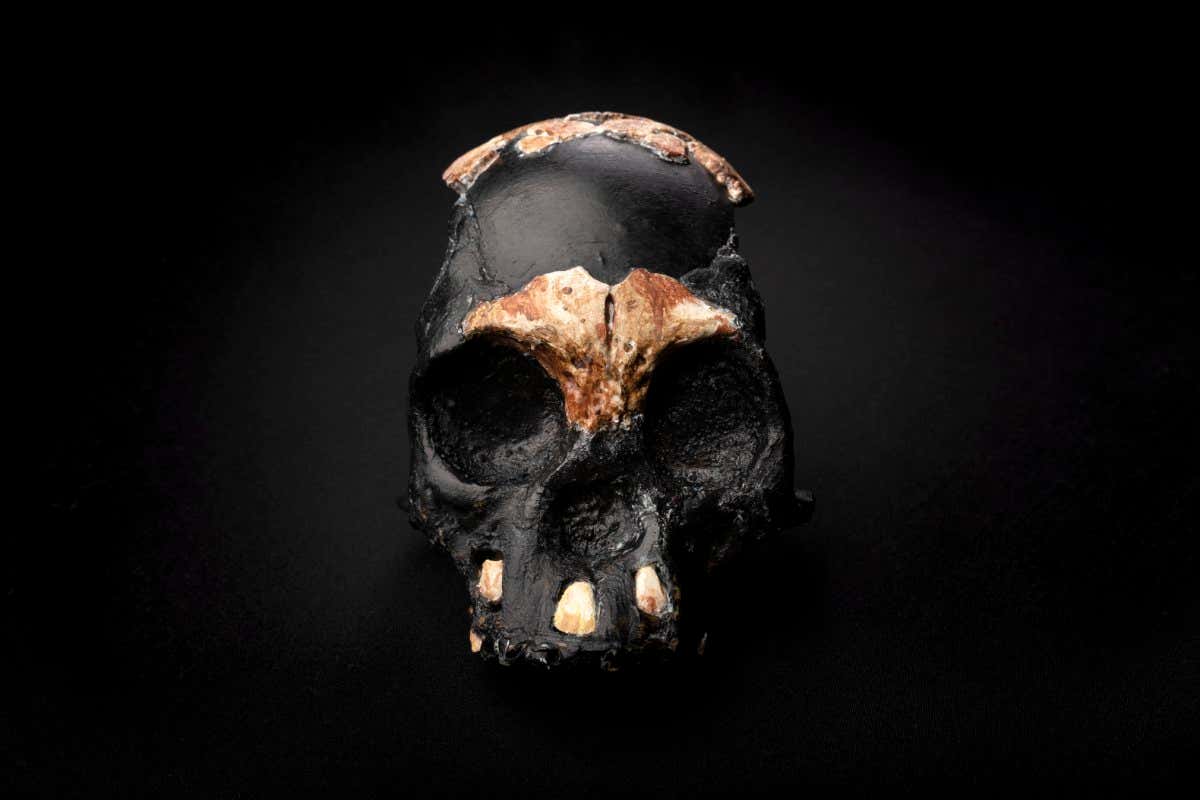 Homo naledi may have used fire to cook and navigate 230,000 years ago | New Scientist