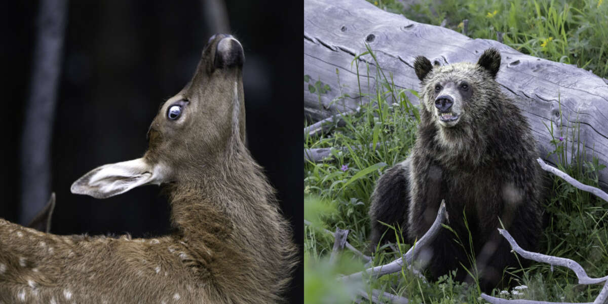 Wildlife Photographer Shows Off Not-So Photogenic Animals - The Dodo