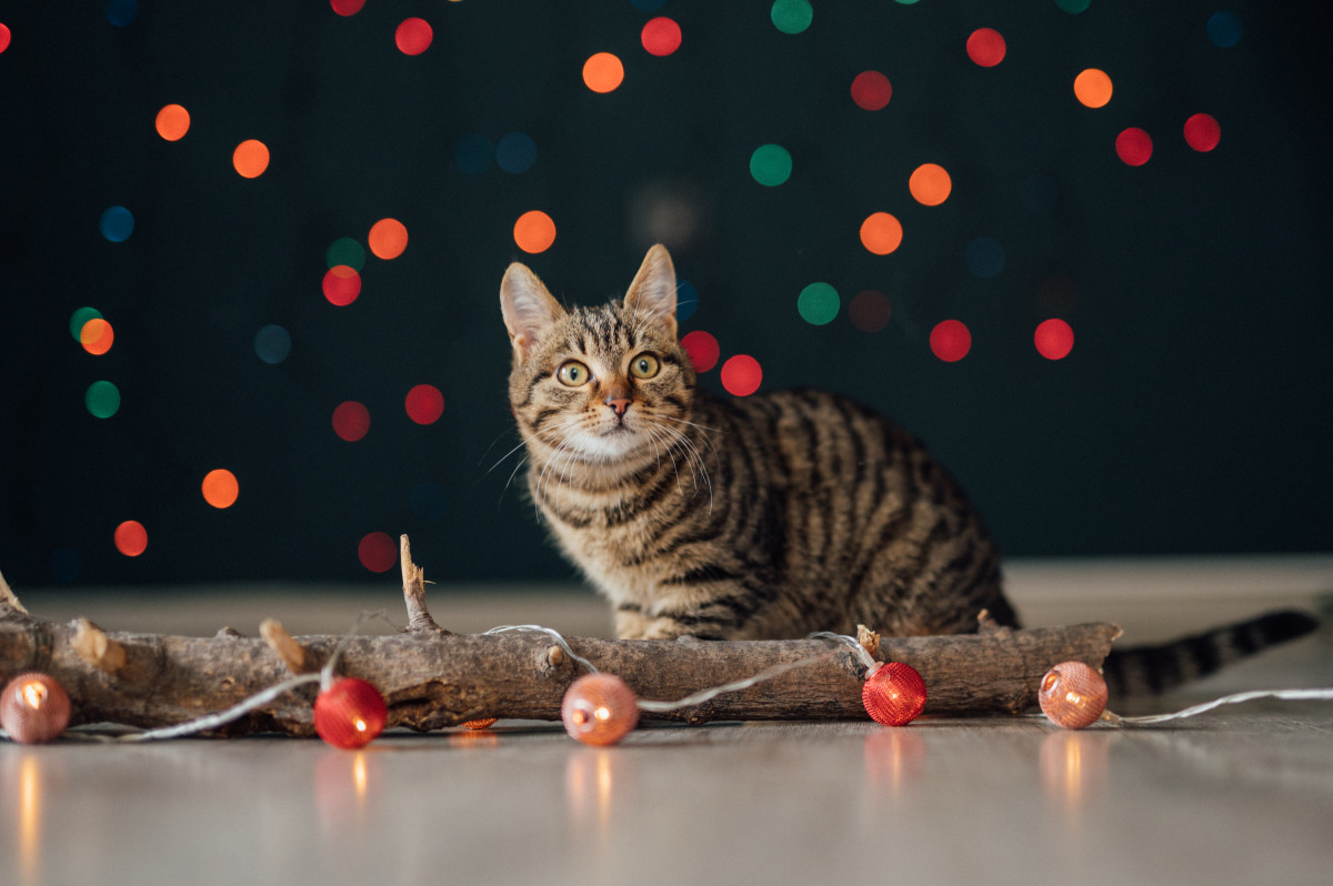Cat's Epic Destruction of the Family Christmas Tree Is Going Viral - Pet News