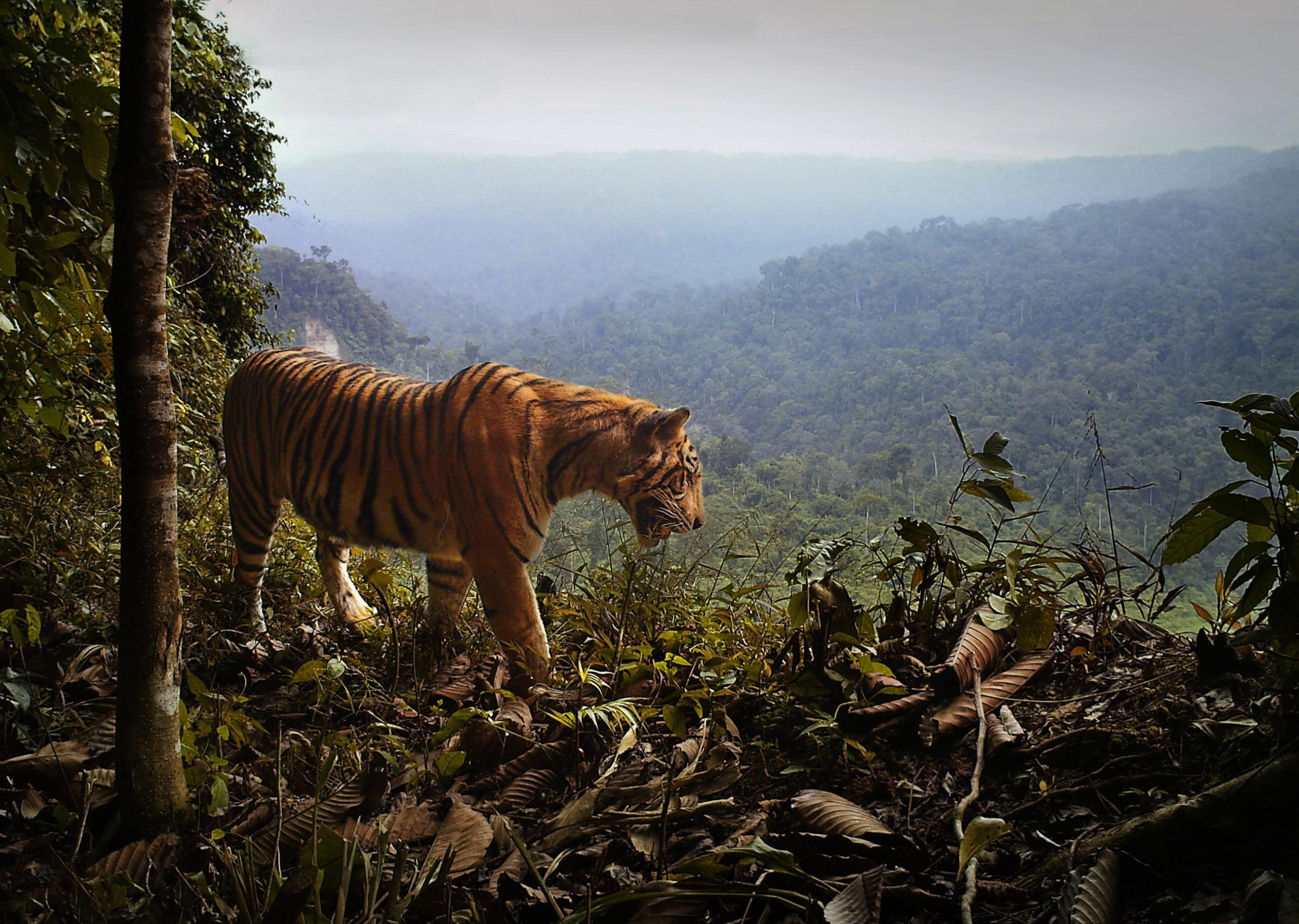 Defying Extinction – Asian Animals Found Thriving Near Humans
