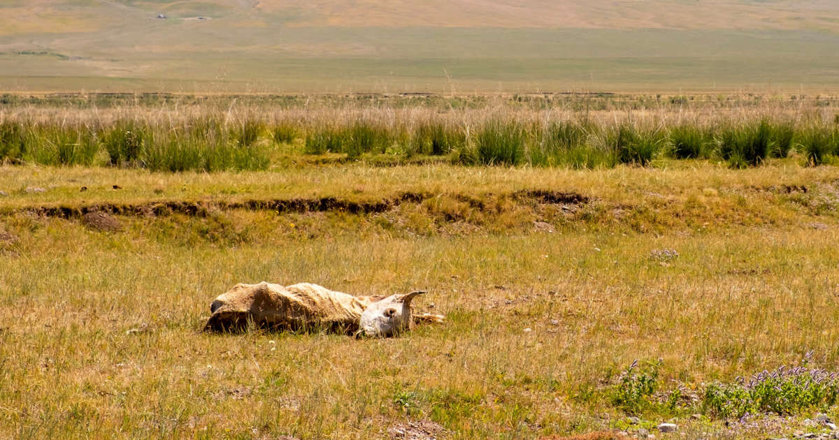 Dozens of Cattle Slaughtered by Mystery Creature That Left No Tracks