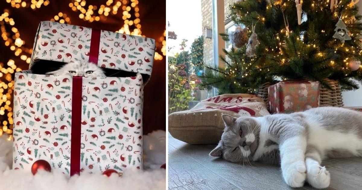 20 Christmas Ready Cats Who Are Feeling Holly & Jolly In Their Own Special Feline Way  - I Can Has Cheezburger?