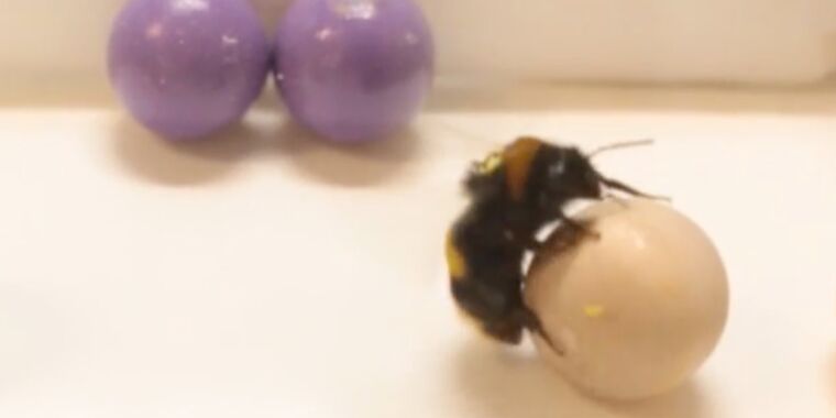 Bees like to roll little wooden balls as a form of play, study finds | Ars Technica
