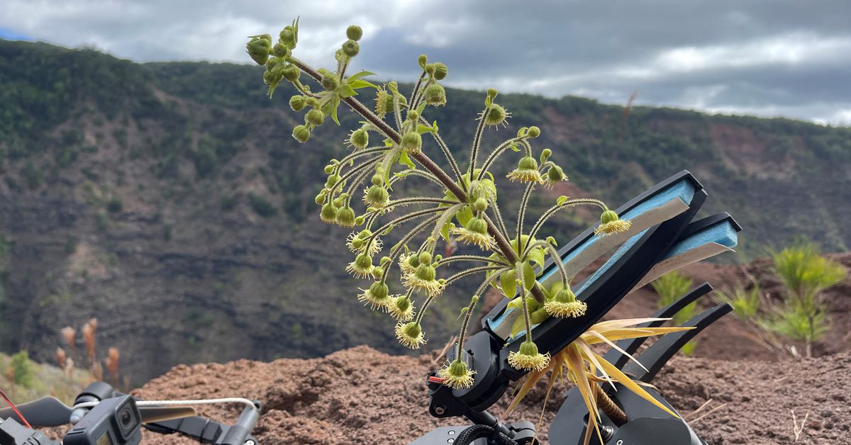 How daredevil drones find nearly extinct plants hiding in cliffs | Reuters