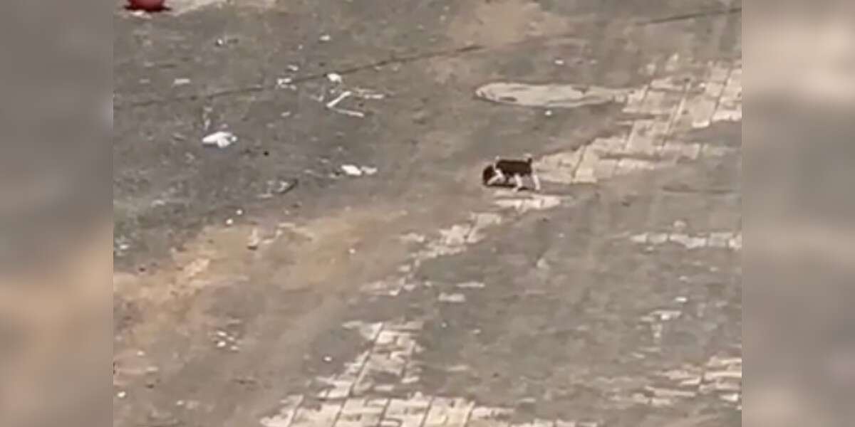 Rescuer Spots ‘Mouse-Sized’ Puppy Crying For Mom In The Middle Of The Road - The Dodo