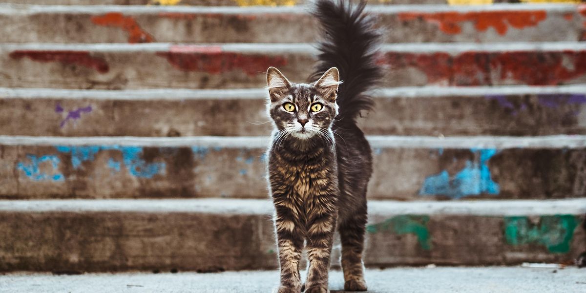 New study shows keeping cats indoor is safer - Upworthy