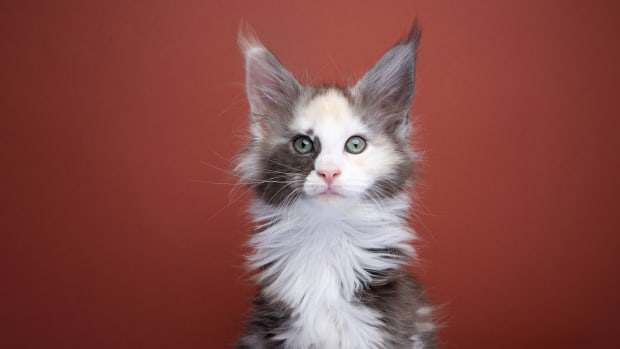 Cat Photographer Captures Incredible Transformation of Maine Coon Kitten Over 10 Months - Parade Pets