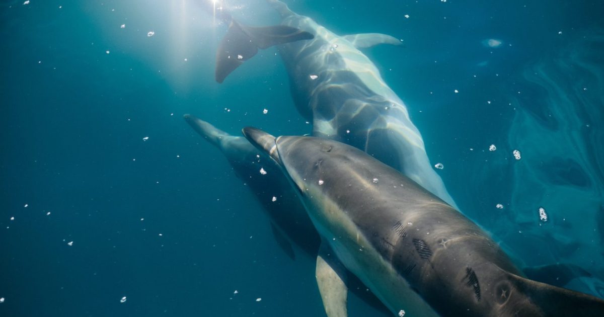 How artificial intelligence is helping us decode animal languages - Big Think