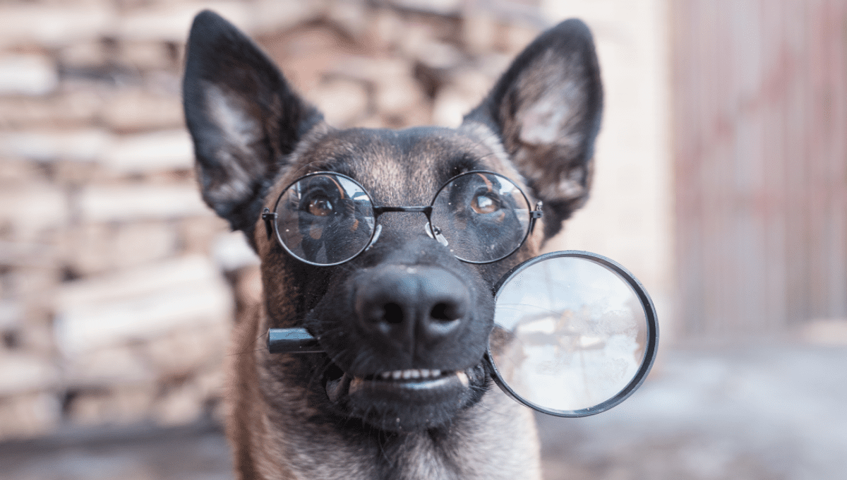 Most Intelligent Dog Breed Identified, And It's Not Border Collies | IFLScience