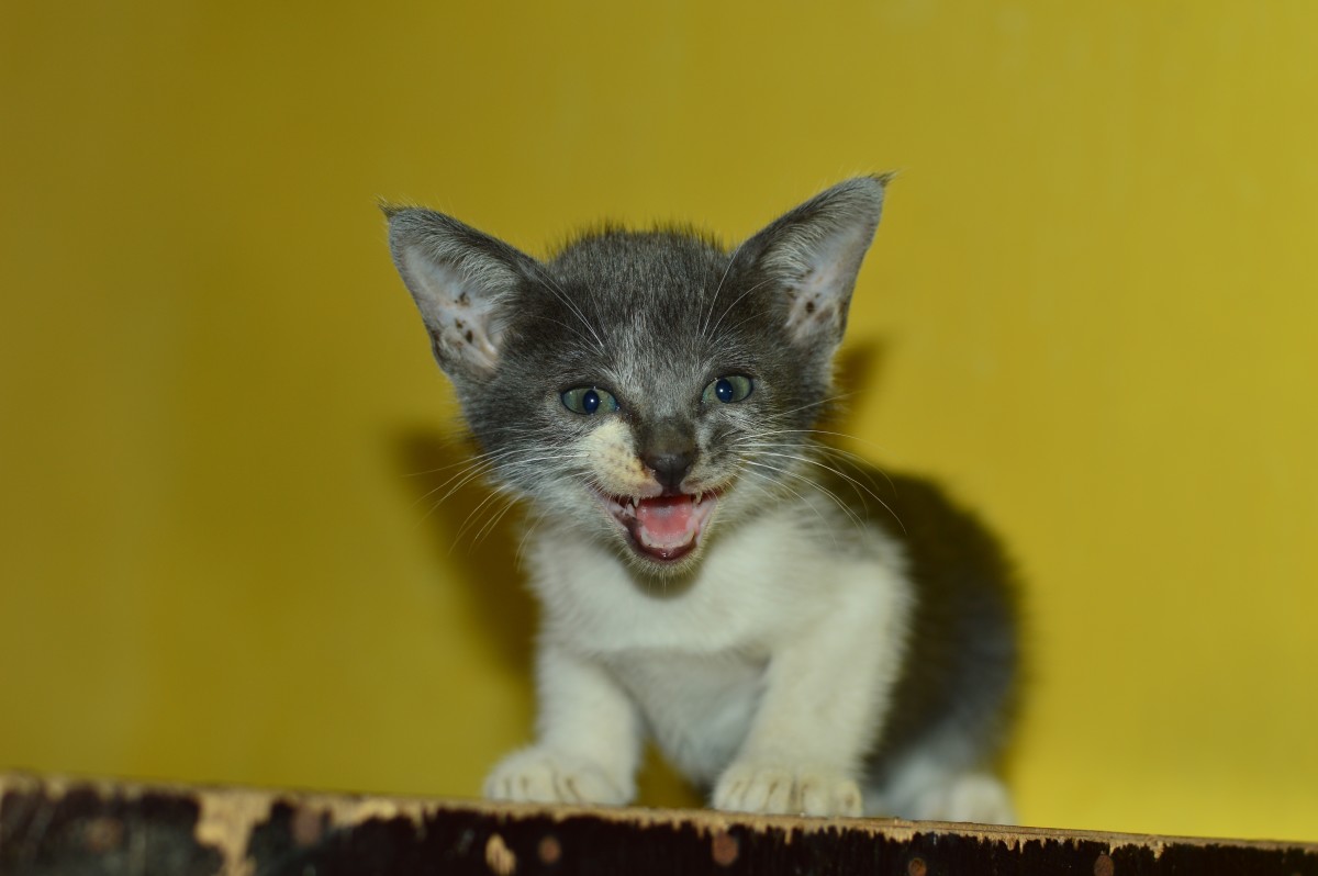 Moment Feral Rescue Kitten Starts Learning to Trust Is So Heartwarming - Pet News