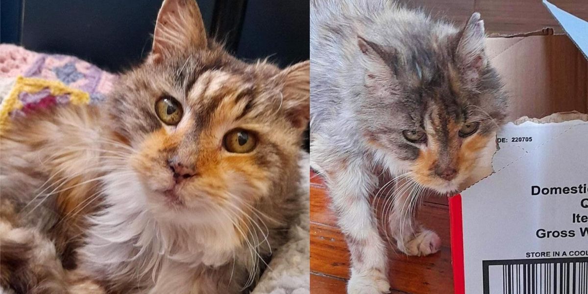 Cat Blossoms After She was Rescued at 22 Years Old, Now She Chases the Sun and Hogs the Bed - Love Meow