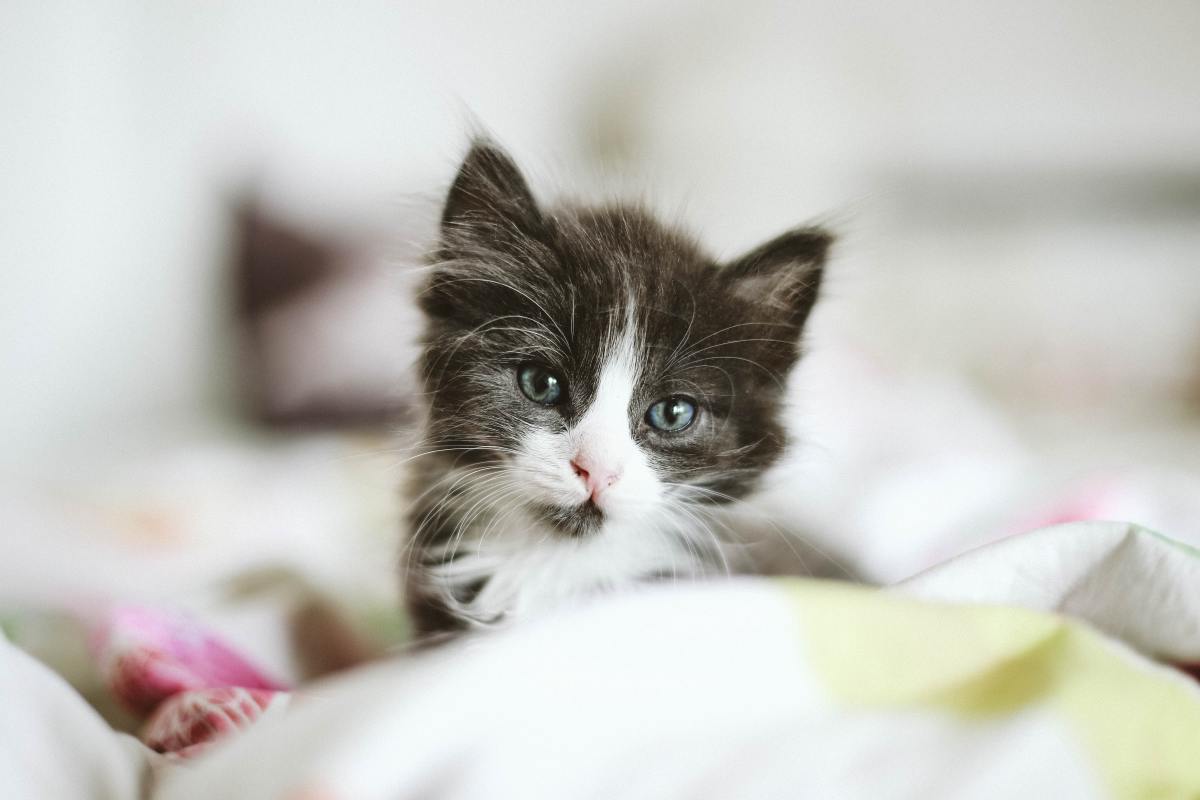 Kitten's Reaction to Her Very First Bath Is So Cute and Unexpected - Pet News