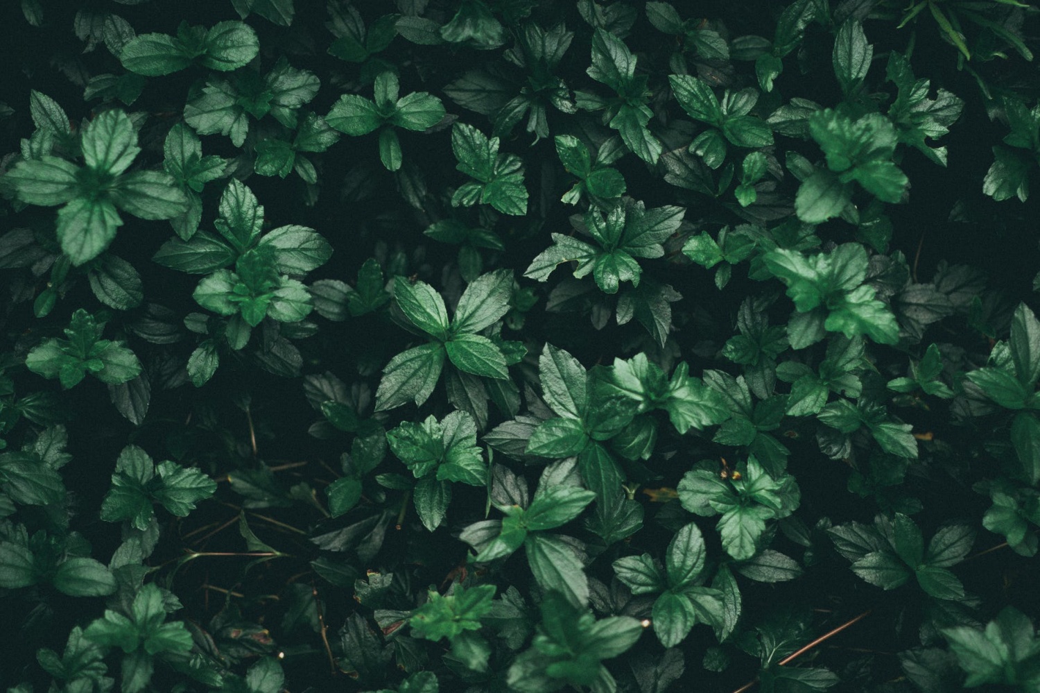 A Group of Scientists Suggest that Plants Feel Pain | Science Times