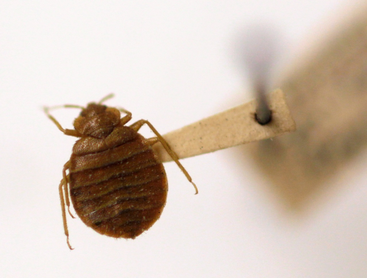 These are the 50 worst bedbug cities in the US, Orkin says | The Hill