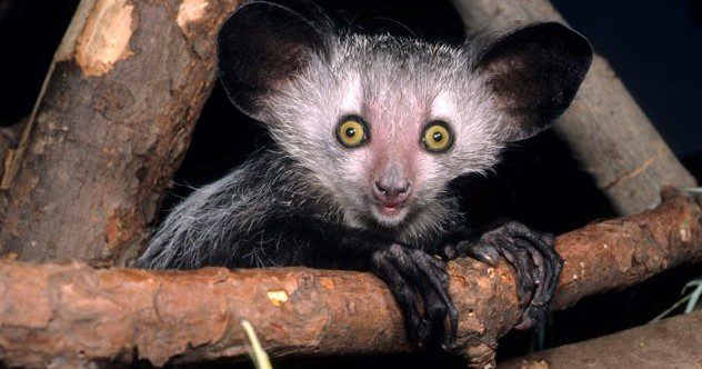 Ten of the Wildest Scientific Discoveries of 2022 - Listverse