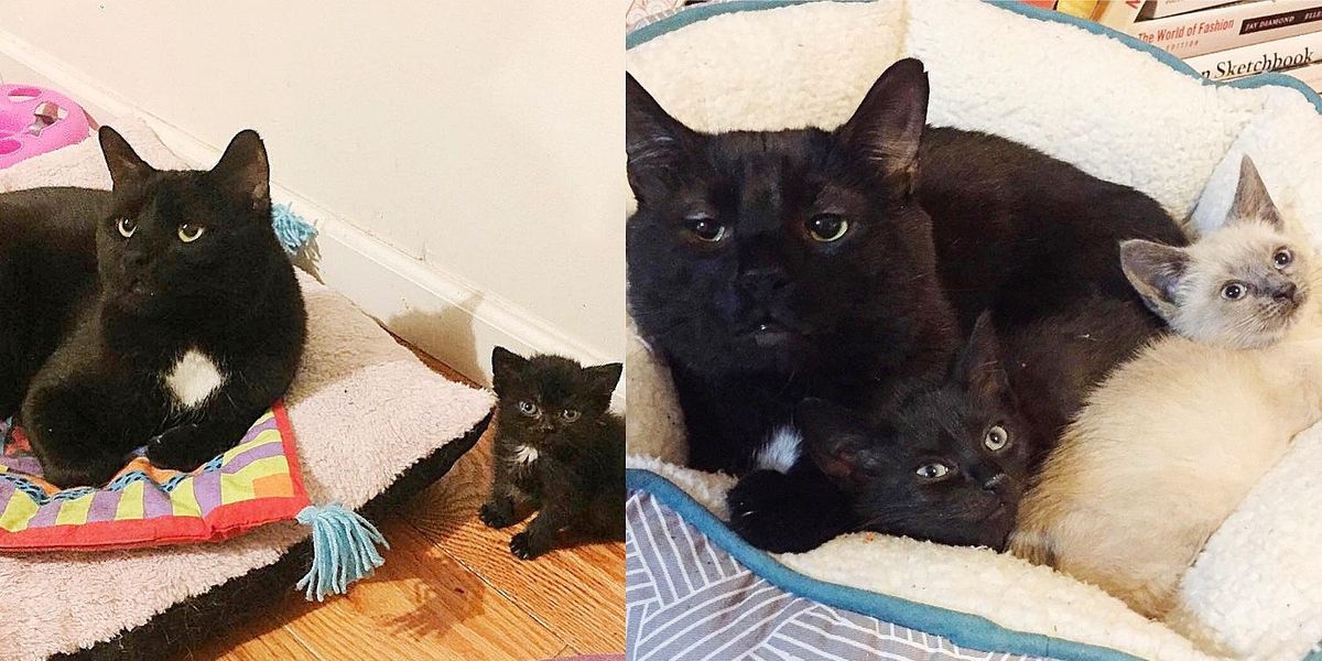 Cat Wants to 'Talk' to Every Kitten that Comes Through the Door After His Life was Forever Changed - Love Meow