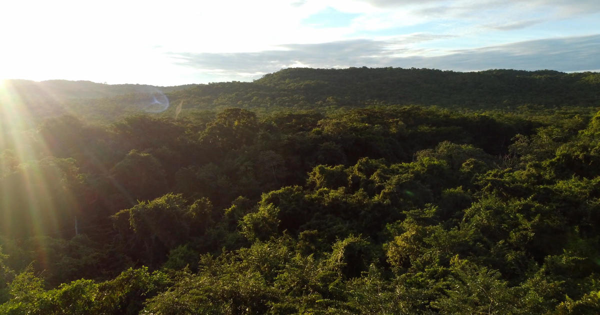 Scientists say planet in midst of sixth mass extinction, Earth's wildlife running out of places to live - 60 Minutes - CBS News