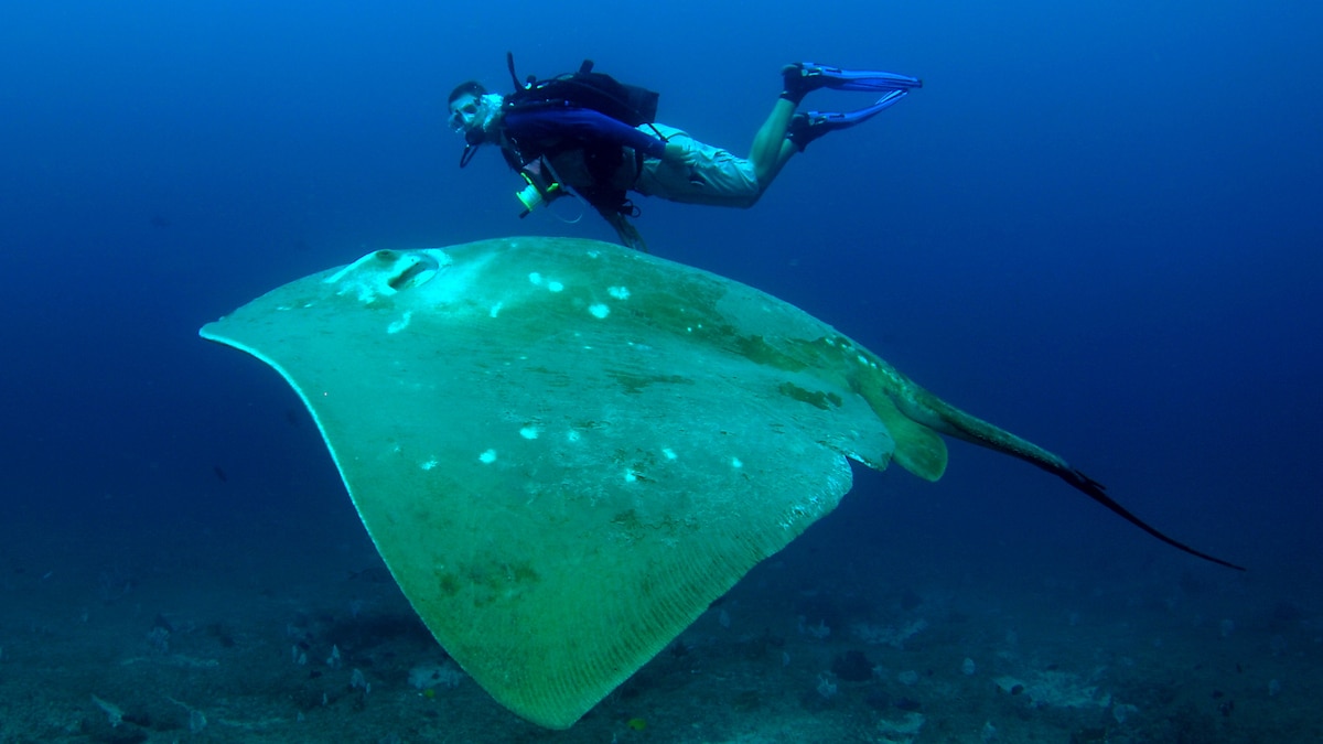 A wildlife first: World’s biggest ocean stingray tagged in the wild
