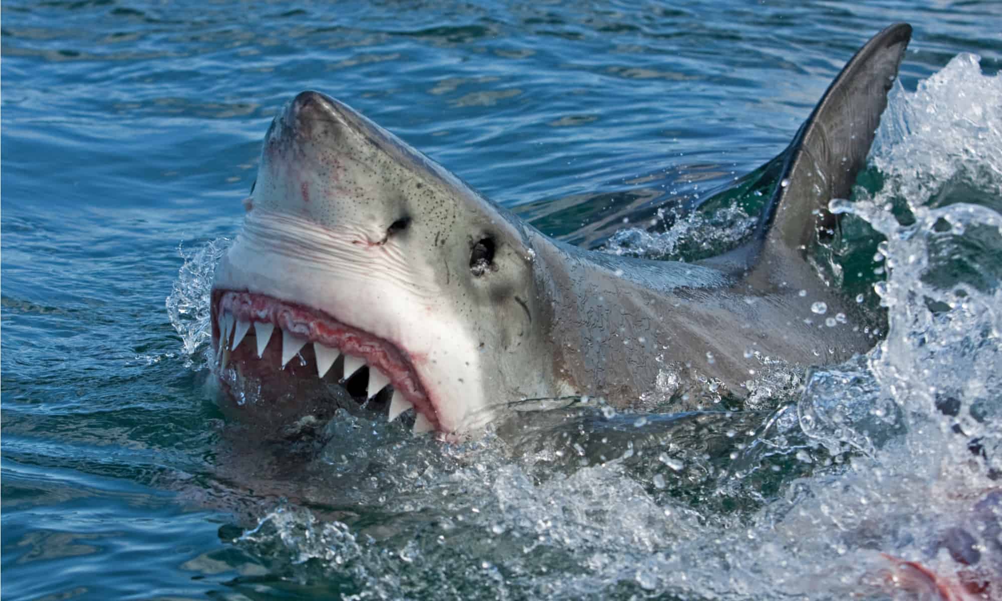 See The Great White Sharks Recently Spotted Off The Coast of Florida - AZ Animals