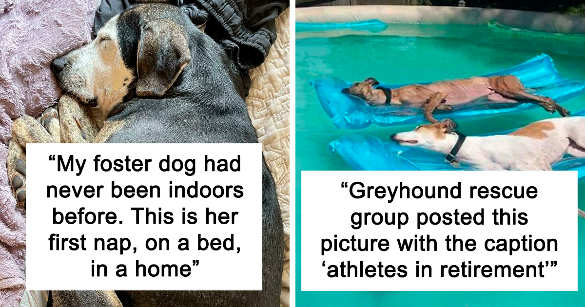 50 Times People Encountered Such Wholesome Dogs, They Just Had To Spread The Joy (New Pics) | Bored Panda