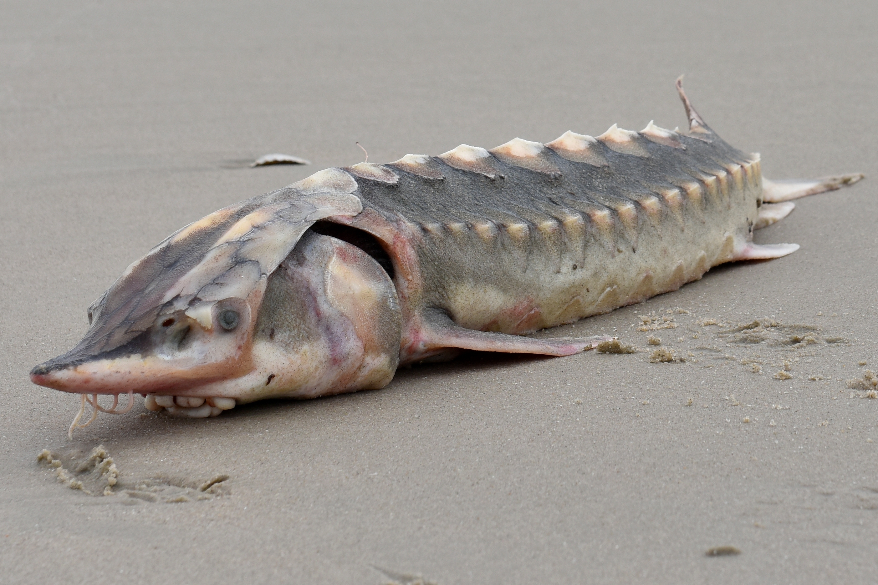 Strange Rare Fish From Time of the Dinosaurs Washes Up on East Coast