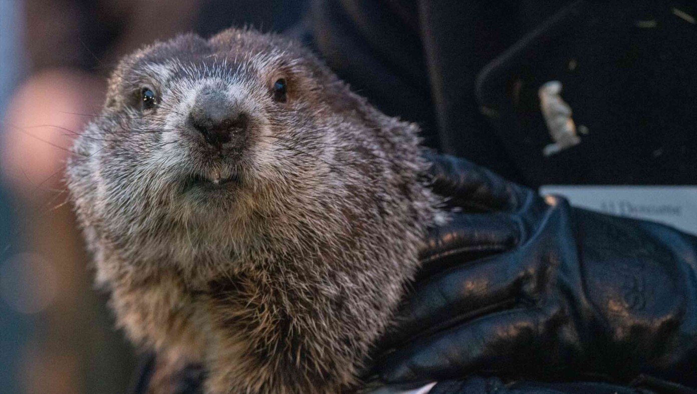 Punxsutawney Phil Emerges From Burrow To Let Everyone Know There Are Some Documents Marked ‘Classified’ Down There | Babylon Bee