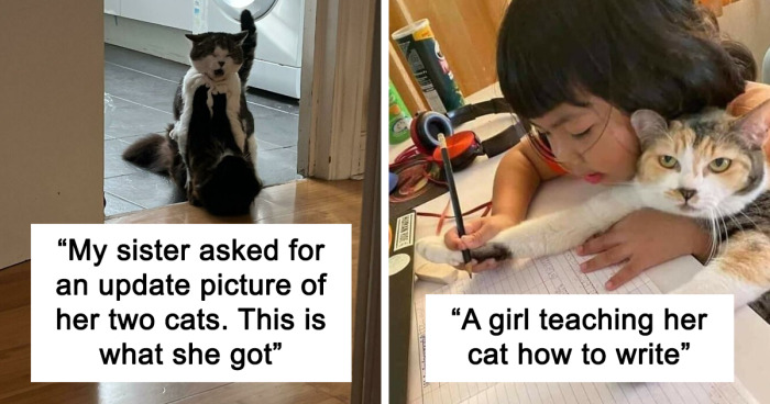 50 Times Cats Did Such Hilarious And Weird Things, Their Owners Just Had To Share The Pics Online (New Pics) | Bored Panda