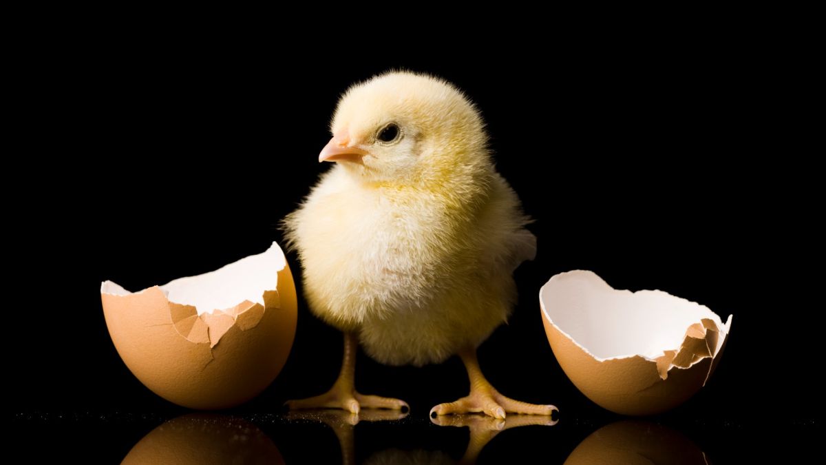 Which came first: the chicken or the egg? | Live Science