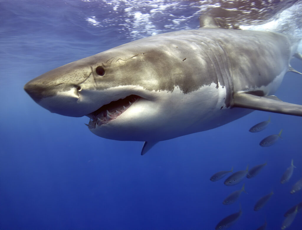 Watch a Fisherman Haul in a Massive Great White Shark Onto a Popular Florida Beach - AZ Animals