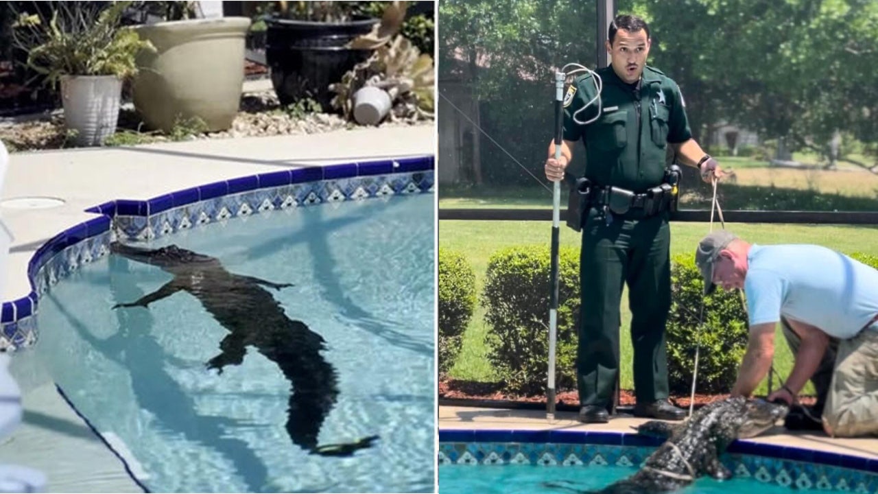 Florida deputy goes viral after responding to 8-foot alligator in swimming pool: 'Oh, h--l no' | Fox News