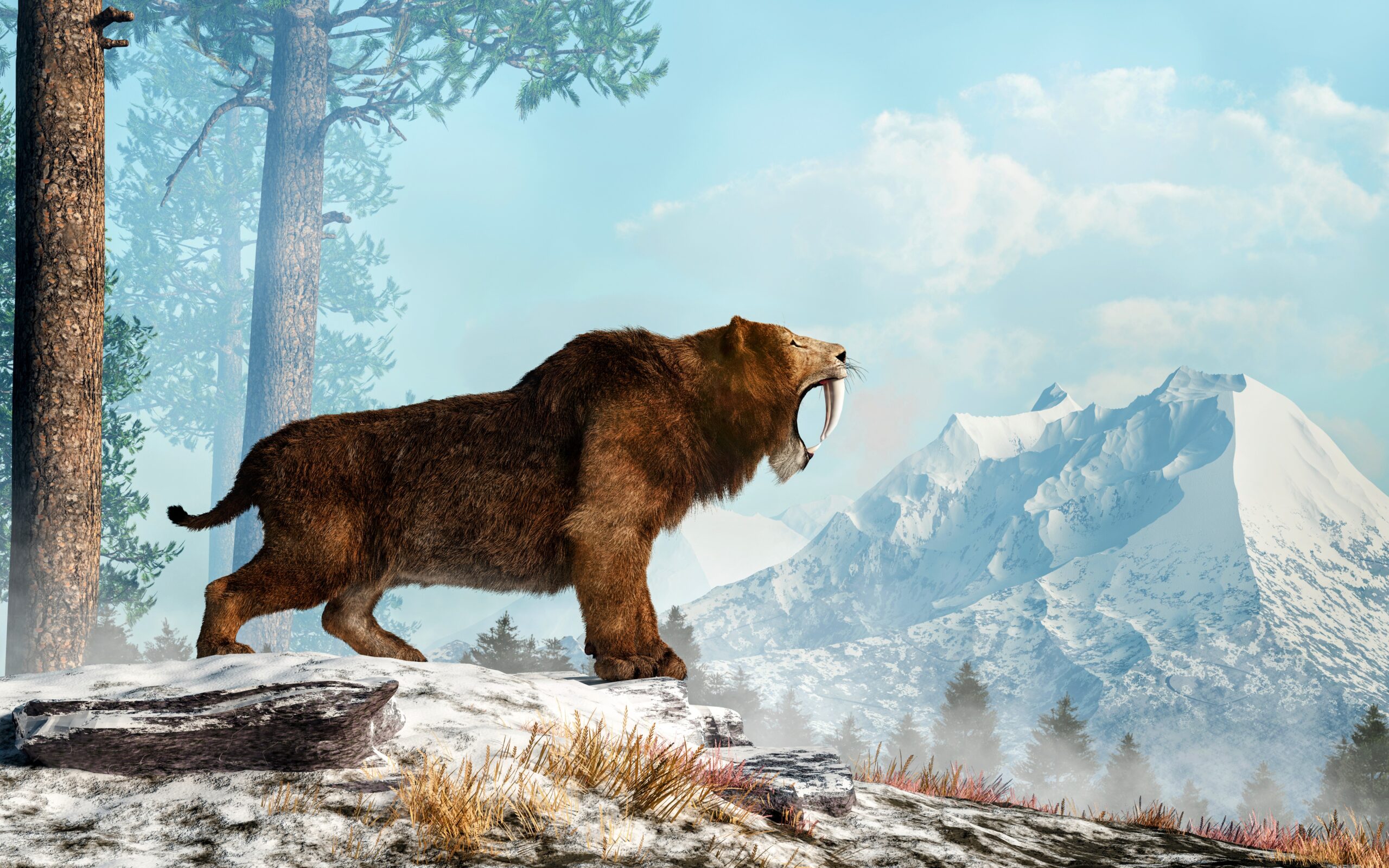 Sabertooth skull offers new clues about the extinct mammal â¢ Earth.com