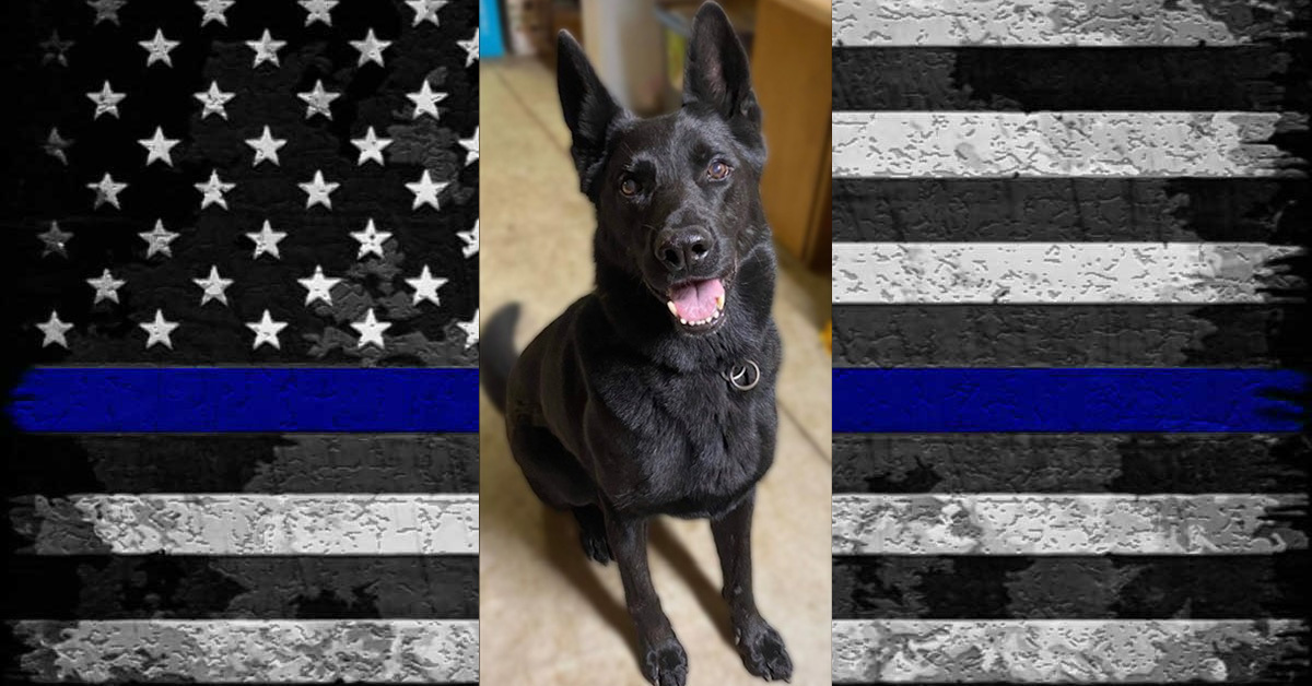 Hero Down: South Portland Police Department K9 Trigger Succumbs To Cancer - The Police Tribune